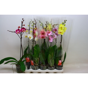 PHAL GEM