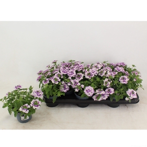Verbena Twister Blue