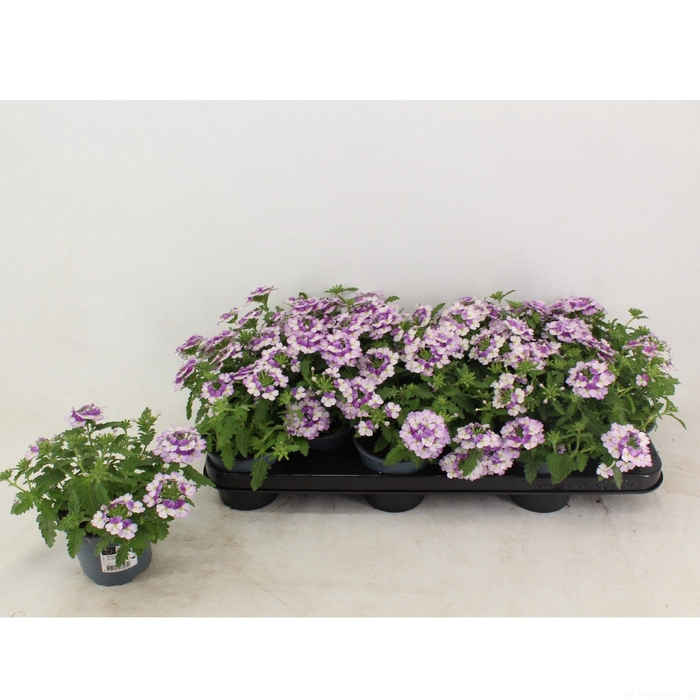 <h4>Verbena Twister Blue</h4>