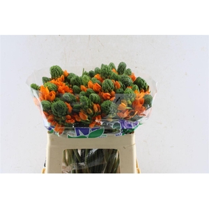 Ornithogalum Sunshine Orange