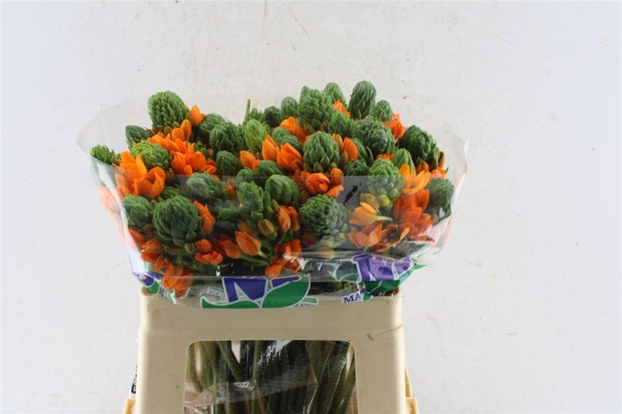 <h4>Ornithogalum Sunshine Orange</h4>