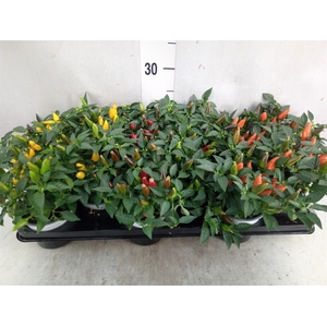 Capsicum annuum 'Favorit'   ...mix