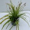 Carex oshimensis Evercolor Everillo