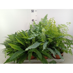 Ferns   ...mix