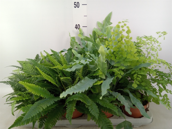 <h4>Ferns   ...mix</h4>