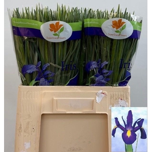IRIS BLUE MAGIC