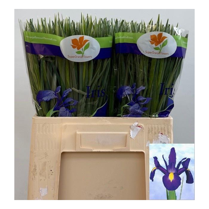 <h4>IRIS BLUE MAGIC</h4>