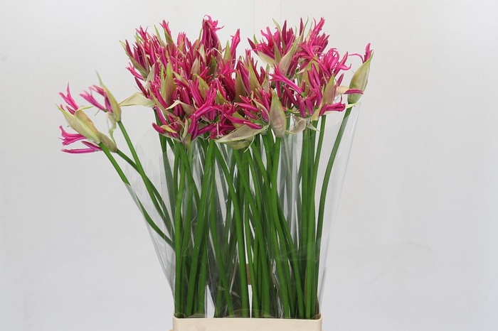 <h4>Nerine Alexandra</h4>