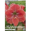 Bulb Hippeastrum Magical Touch X1 30/32