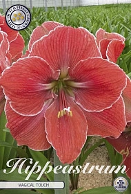 Bulb Hippeastrum Magical Touch X1 30/32