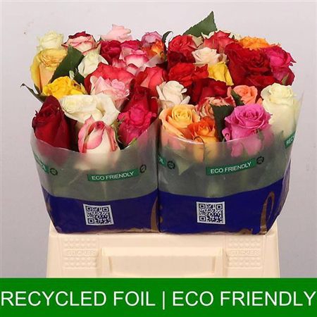 <h4>R Gr Sweet Harmony Ec</h4>