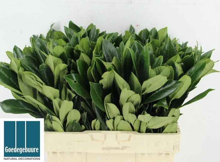 <h4>LAURUS NOBILIS</h4>