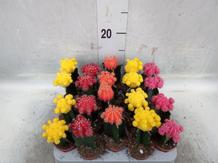 <h4>Gymnocalycium mihanov. 'Japan'  mix</h4>