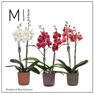 Phalaenopsis Mix 2 spike – 12cm in Maria | Mimesis