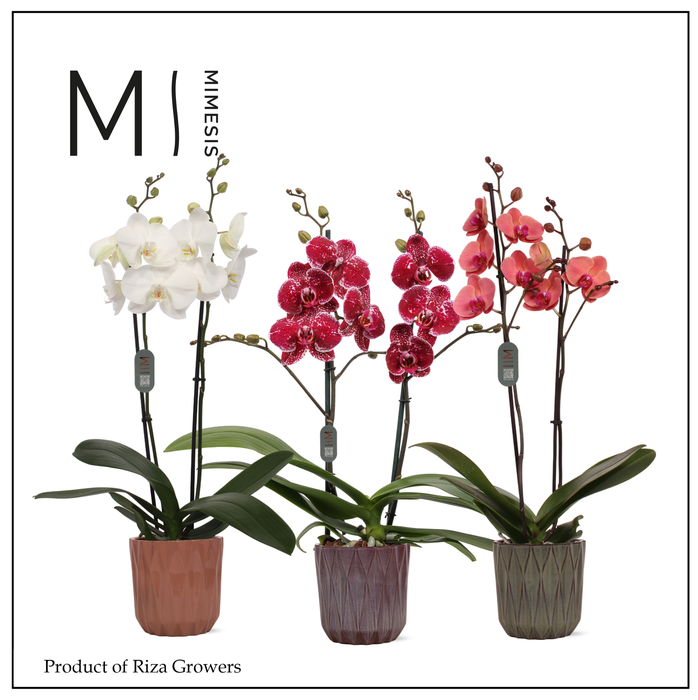 <h4>Phalaenopsis Mix 2 spike – 12cm in Maria | Mimesis</h4>