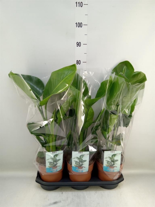 <h4>Strelitzia nicolai</h4>