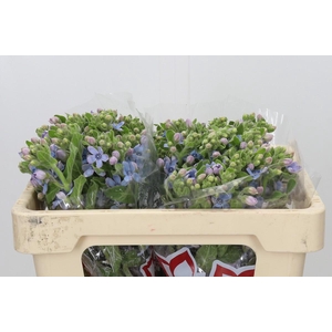Oxypetalum Tweedia Blue