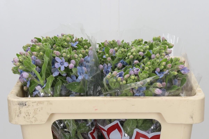 <h4>Oxypetalum Tweedia Blue</h4>