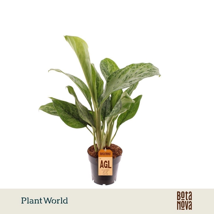 <h4>Aglaonema Greenlight</h4>