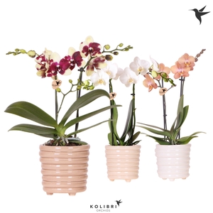 Kolibri Orchids Phalaenopsis mix 2 spike in Ring pot mix