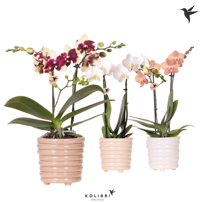 <h4>Kolibri Orchids Phalaenopsis mix 2 spike in Ring pot mix</h4>