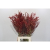 Bromelia Red Paloma