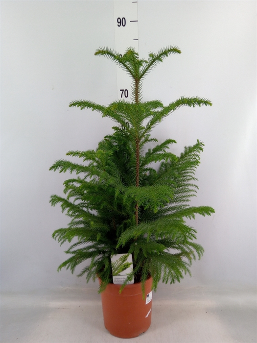 <h4>Araucaria heterophylla</h4>