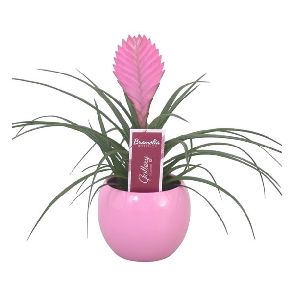 <h4>Tillandsia cyanea 'Anita' in roze bolpot</h4>