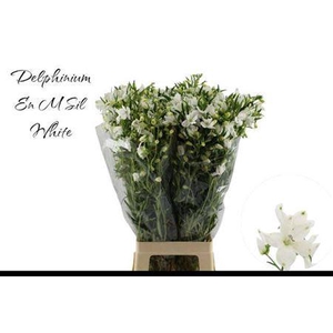 Delph En Morpho Silky White