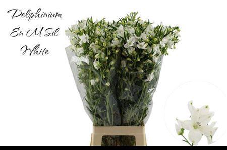 <h4>Delph En Morpho Silky White</h4>