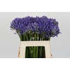 Agapanthus EYFORI Blue