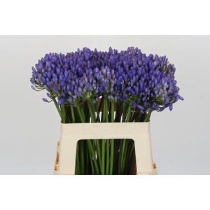 Agapanthus EYFORI Blue