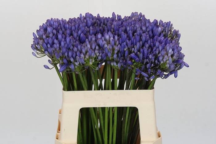 <h4>Agapanthus EYFORI Blue</h4>