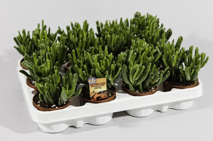 <h4>Crassula ovata 'Horn Tree'</h4>