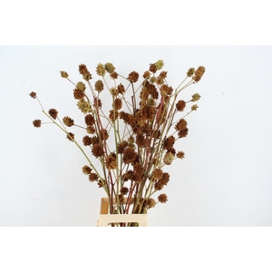 GLYCYRRH YUNNANEN ZD SUPERDEAL