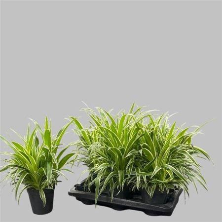 Chlorophytum comosum 'Ocean'