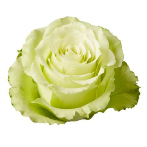 R Gr Lemonade Green 50cm EC