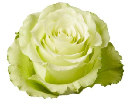 <h4>R Gr Lemonade Green 50cm EC</h4>