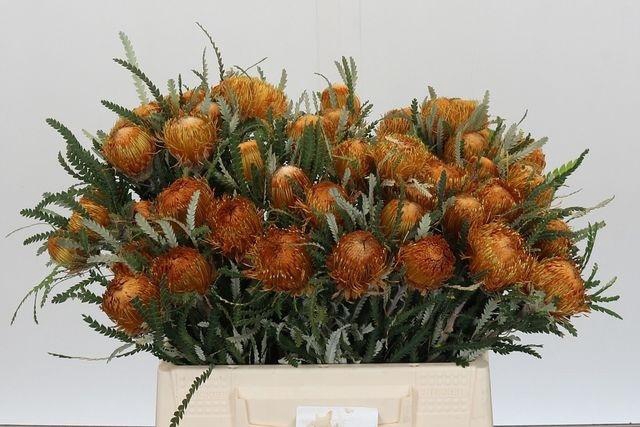 <h4>BANKSIA FORMOSA</h4>