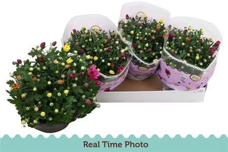 <h4>Chrys Gem In Pot</h4>