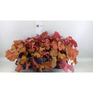 Heuchera   ...