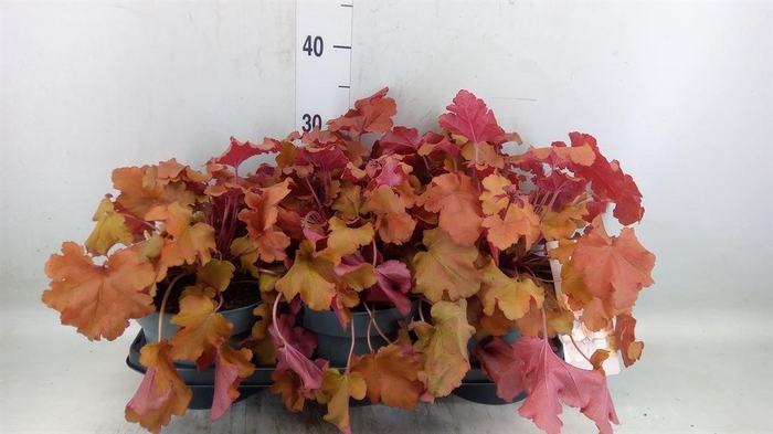 <h4>Heuchera   ...</h4>