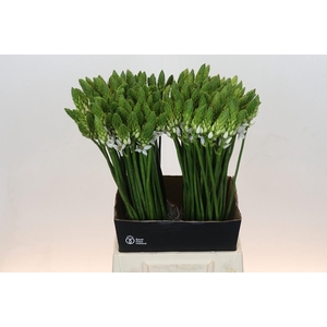 Ornithogalum Mount Fuji