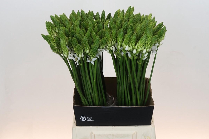 <h4>Ornithogalum Mount Fuji</h4>