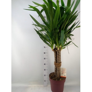 Yucca elephantipes   ...