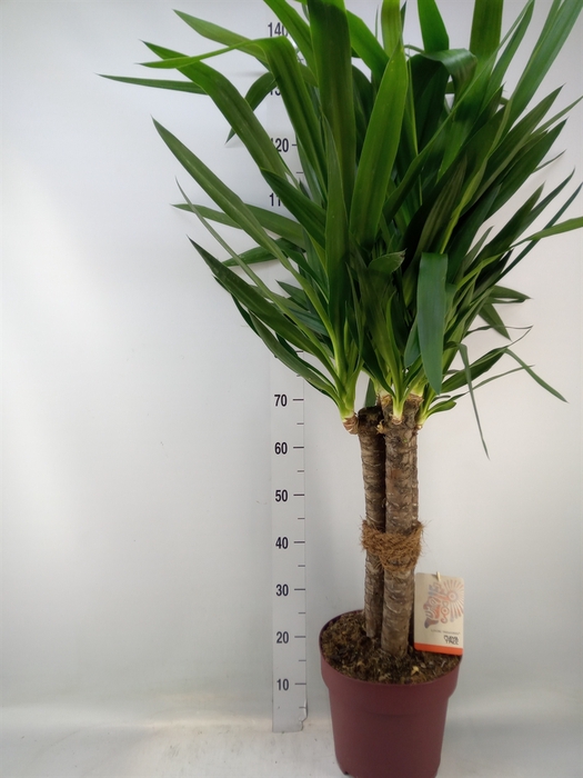 <h4>Yucca elephantipes   ...</h4>
