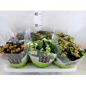 Kalanchoe blos.   ..rosebud mix  4