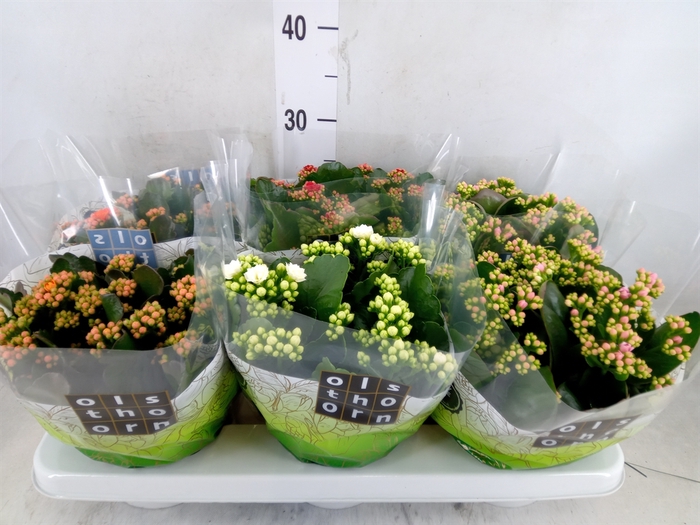 <h4>Kalanchoe blos.   ..rosebud mix  4</h4>
