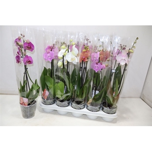 Phal 2 Tak Mix