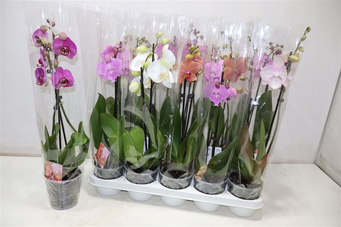 <h4>Phal 2 Tak Mix</h4>